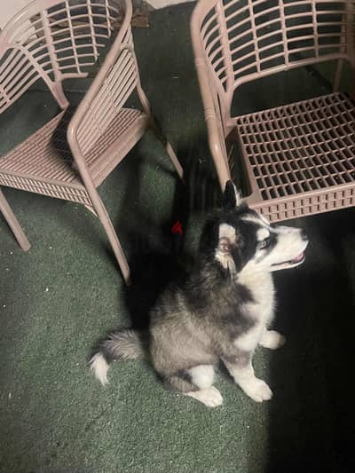 Husky dog for sell