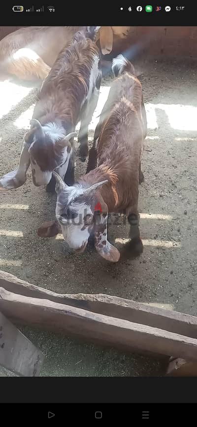 منشية ناصر القاهرة