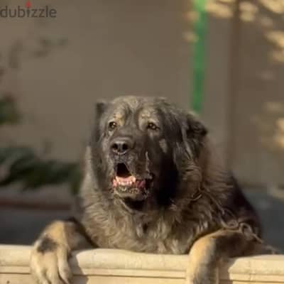 best Caucasian shepherd female - من اقوي النتي الكوكيجن في مصر