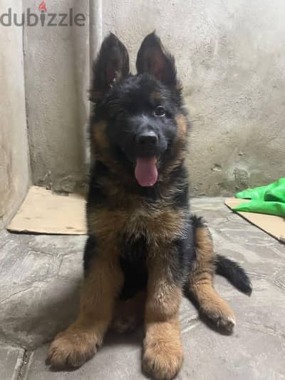 German shepherd puppy champion line with high blood line 3 months