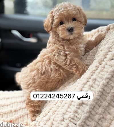 maltipoo 45 days