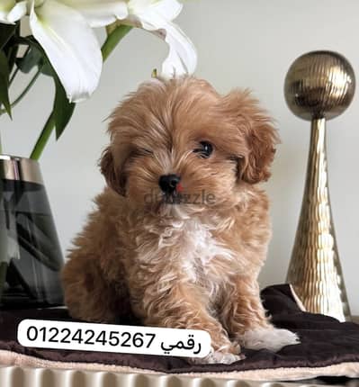 maltipoo pure