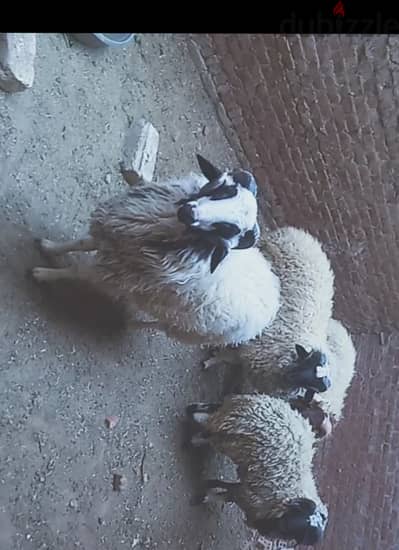 خروف برقي . . أضحية العيد