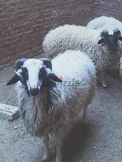 Barki sheep