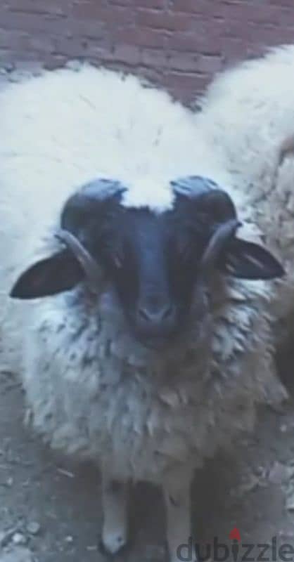 Barki sheep 1