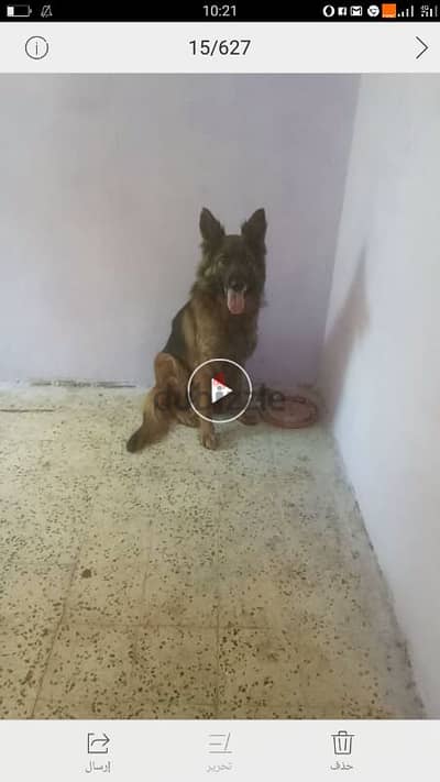 شبرا الخيمه
