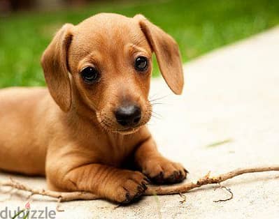 dachshund female puppy - داتشهوند