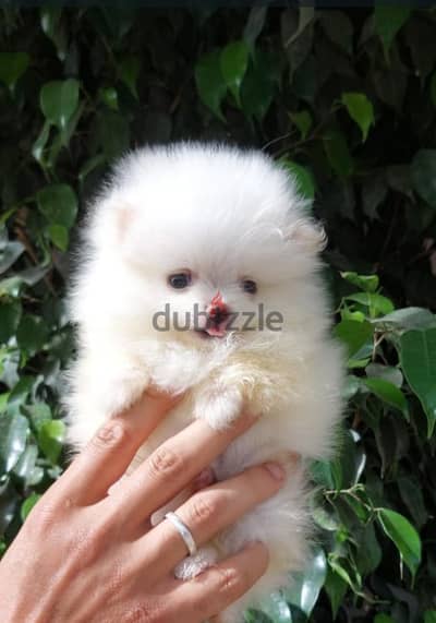 Pomeranian tea cup puppies بوميرنيان