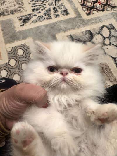 الشماليات