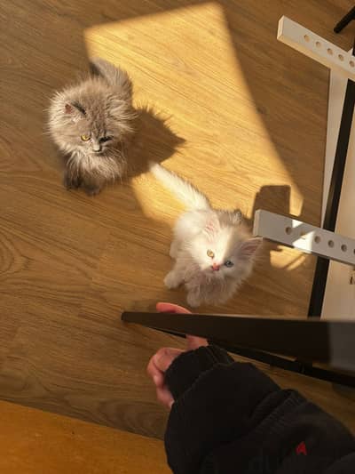2 females British longhair cats, 1 male sherazi cat two eyecolors