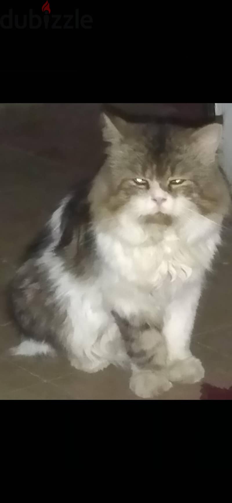 mink Ragdoll 8