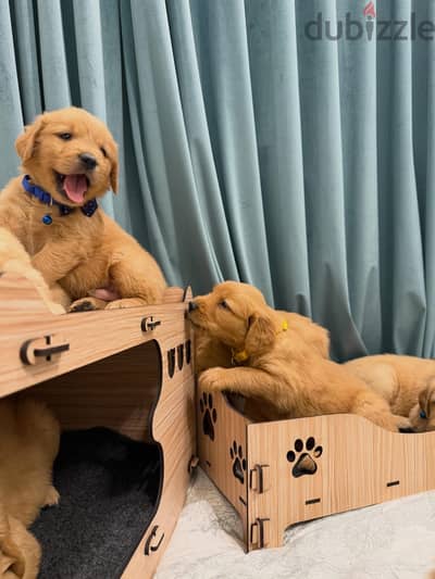 Golden retriever puppies with top quality _ جراء جولدن تشوكلت بيور