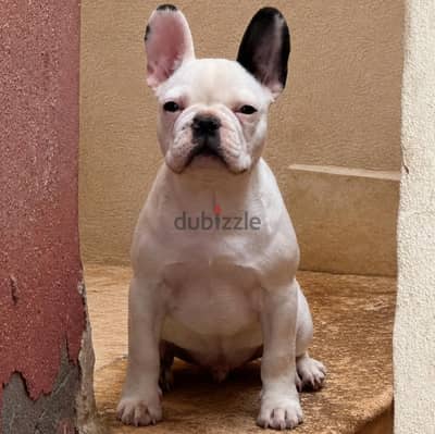 Pure french bulldog puppy - اقوي جرو فرنش بولدوج