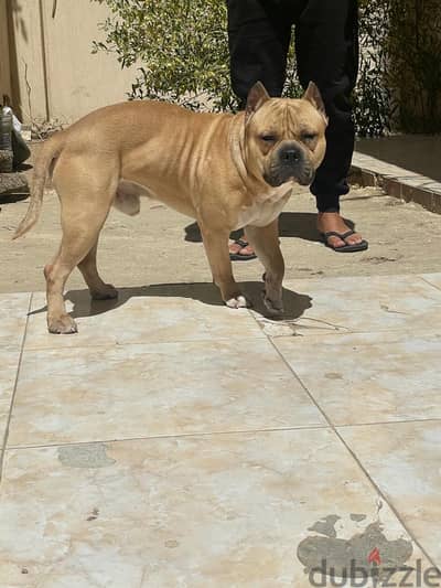 Bully for mating