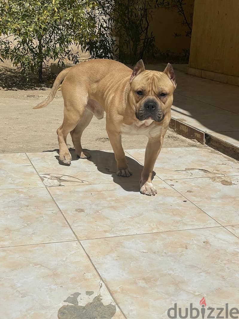Bully for mating 1