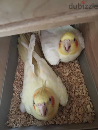 ازواج كوكيل و استرالى احجام للبيع
