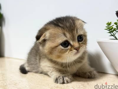 Scottish Fold Gold