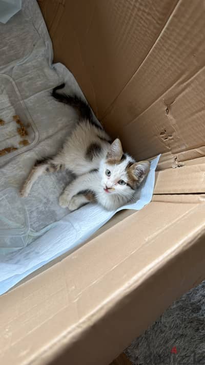 Stray cat