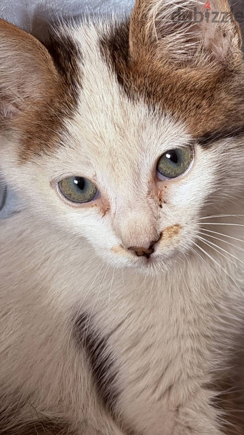 Stray cat 1