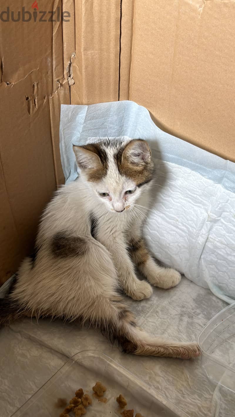 Stray cat 2