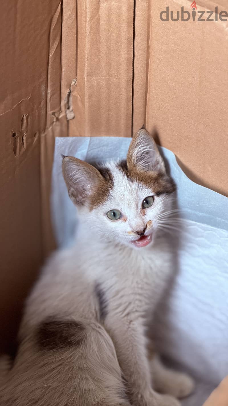 Stray cat 3