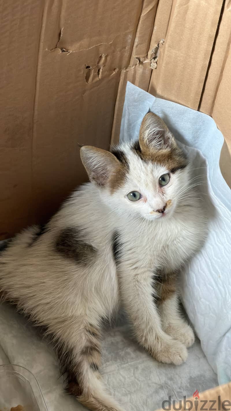 Stray cat 4