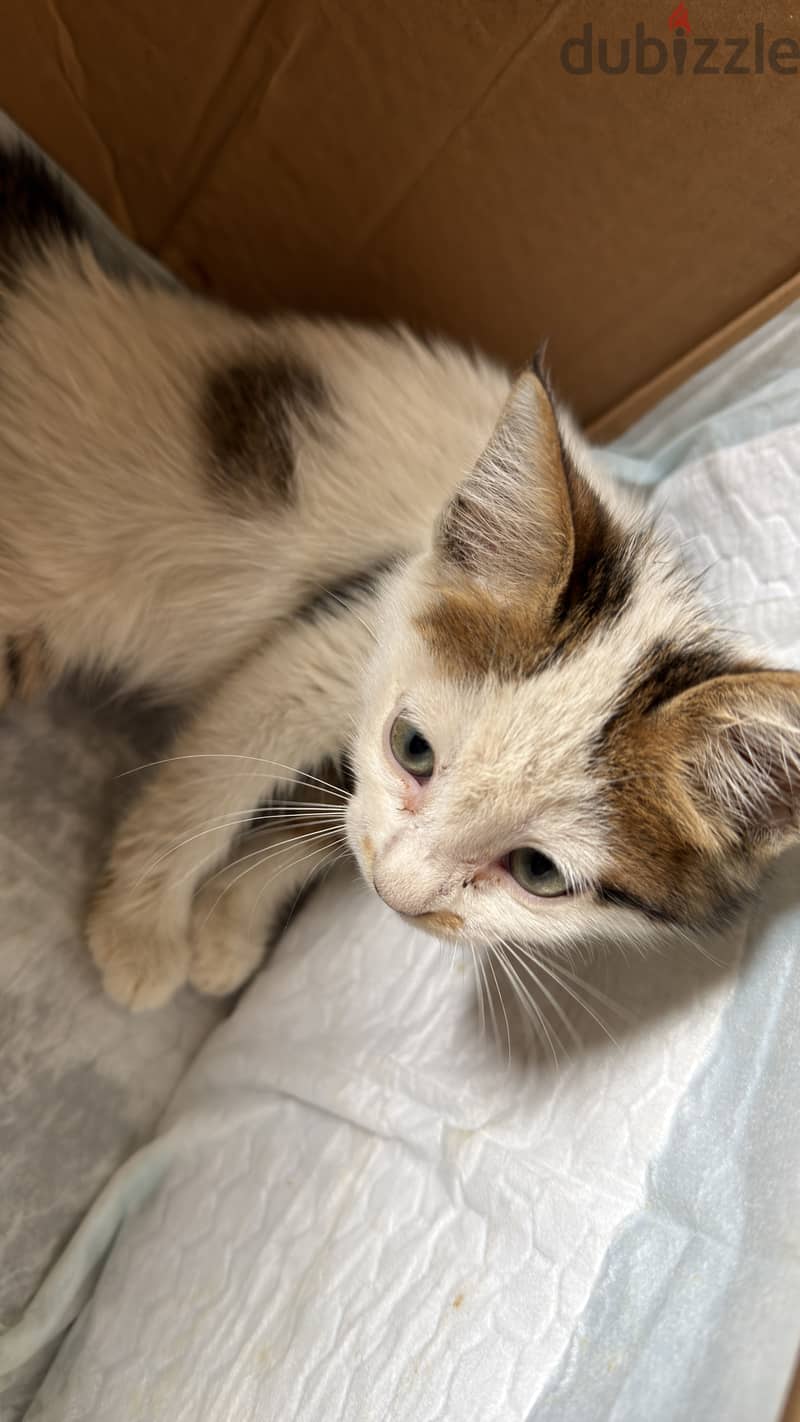Stray cat 5