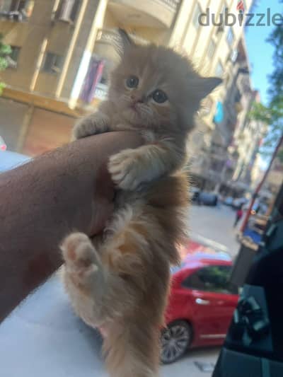 قطط هافات
