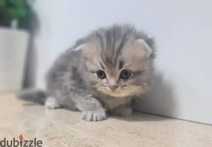 Scottish Fold Longhair