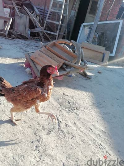 فراخ هندي شغالين بيض
