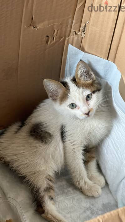 Street cat     قطة شارع