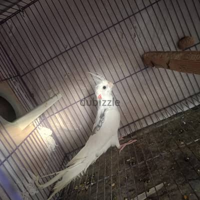 فوتيه فرنساوي
