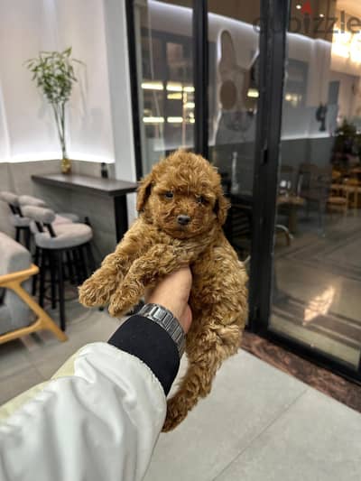 toy poodle توي بودل