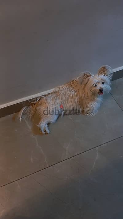 كلبه جرفون بتحب العب و بتحب الناس و بتاكل اكل البيت متعلمه تويلت