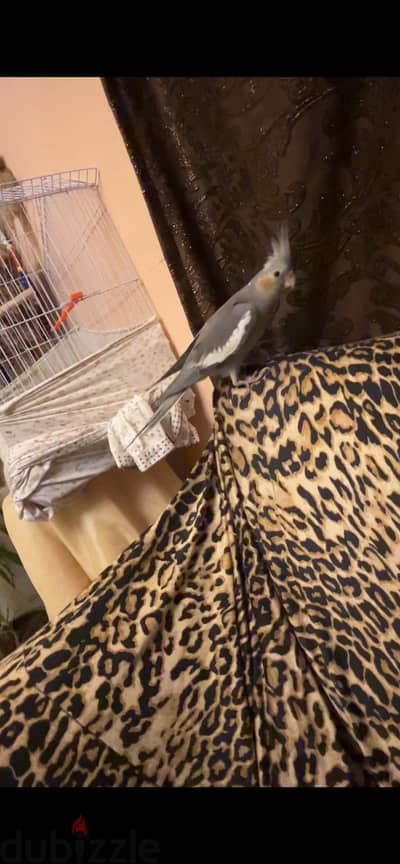 ميامي خليل حماده