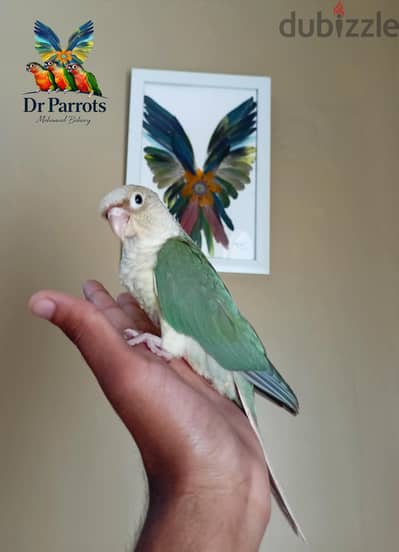 Pineapple Blue conure