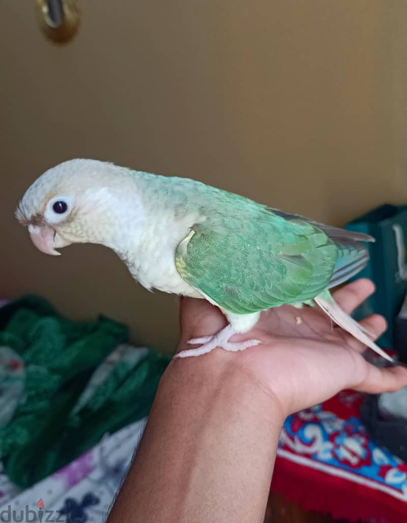 Pineapple Blue conure 1
