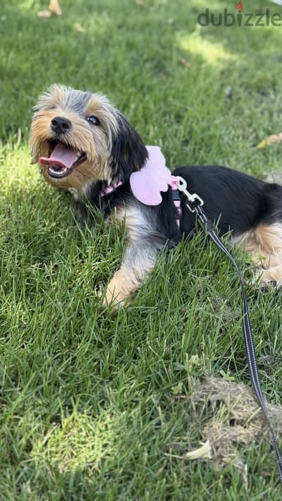 Yorkshire terrier