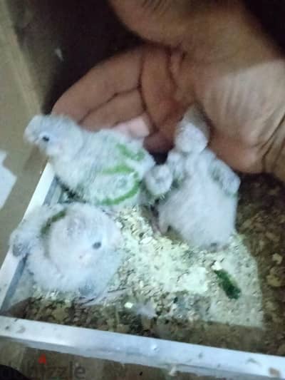 3 زغاليل باينابول حجم بفضل الله