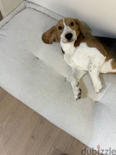 كلب بيجل بيور _ pure beagle