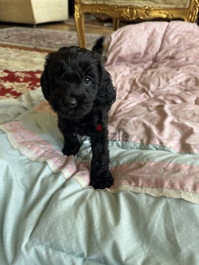 Cockapoodle for sale