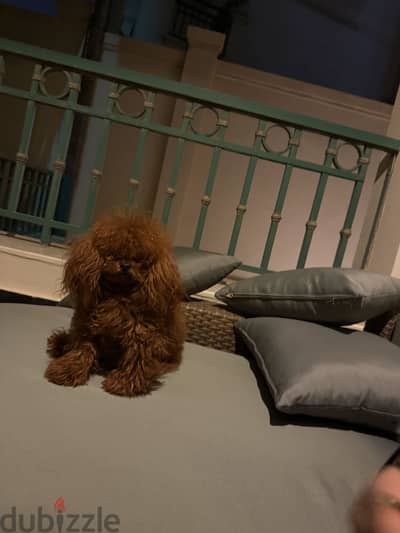 Poodle puppies