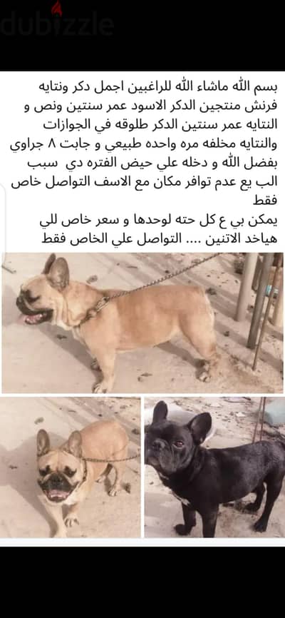اجمل دكر وانثي فرنش منتجين