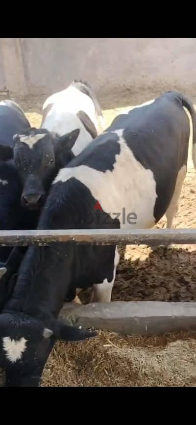 عجول اضحيه أعالي نسبة تصافي