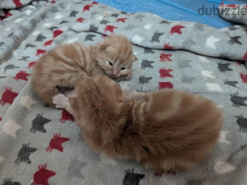 new born 1