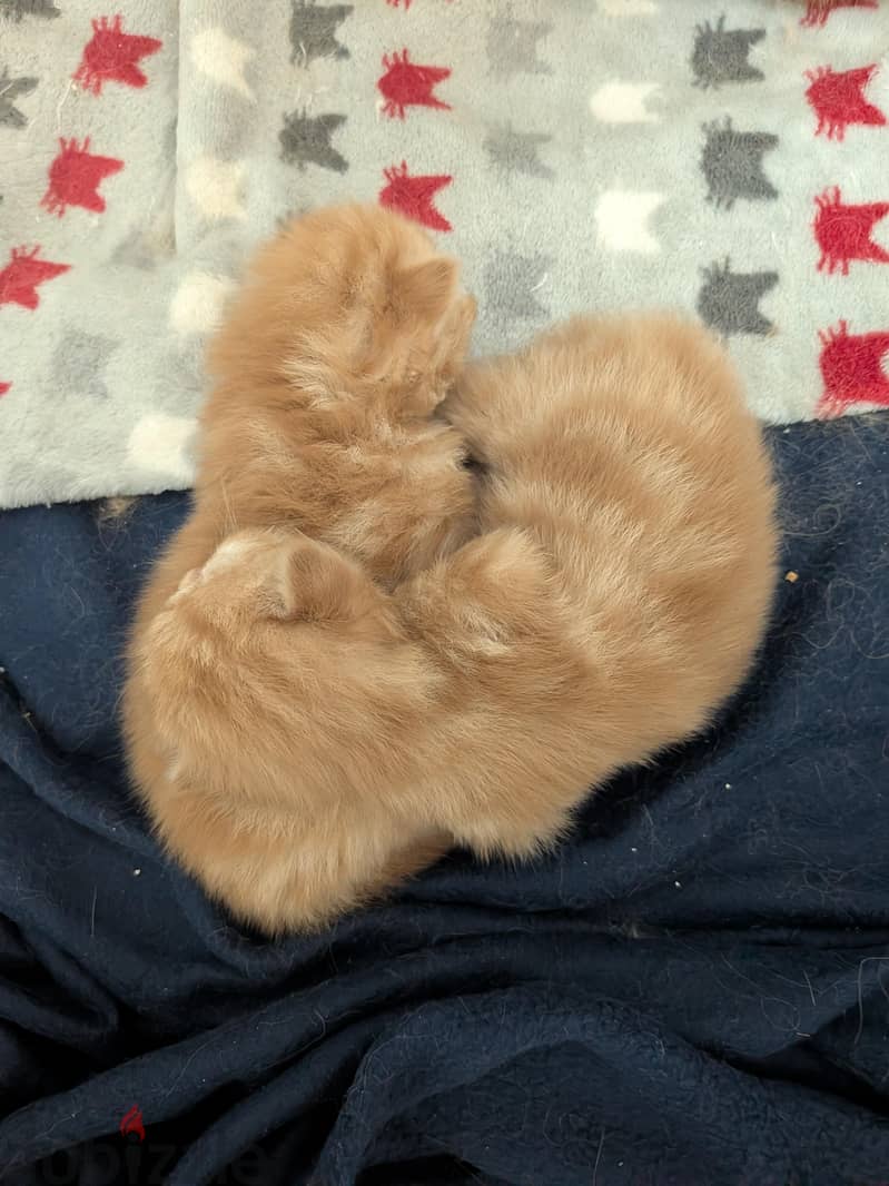new born 2