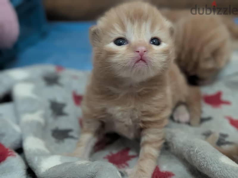 new born 3