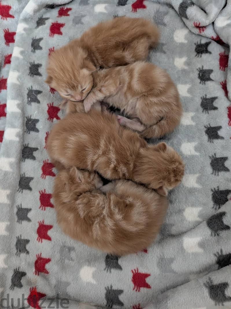 new born 5