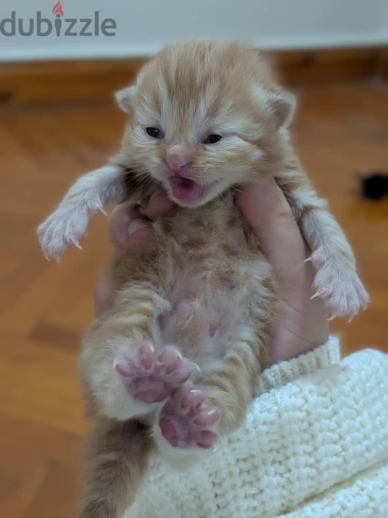 new born 6