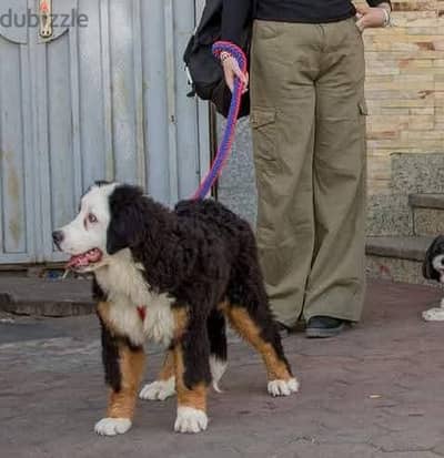 Bernese Mountain